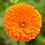 Kevin_Murray